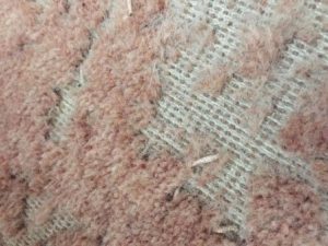 Moth damage to carpet